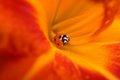 Ladybug in a Lily