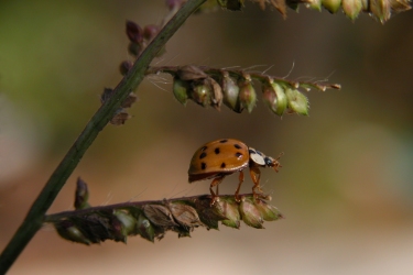 Ladybug