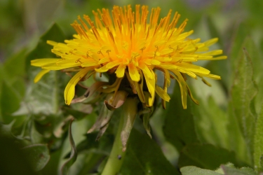 Dandelion