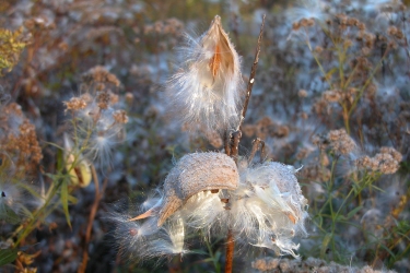 Milkweed