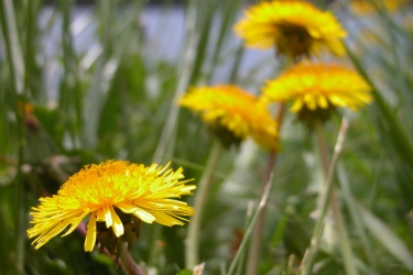 Dandelions