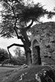 crooked tree and tower