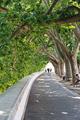 Tree Covered Walkway