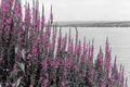 purple flowers