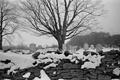 Snowy Grave