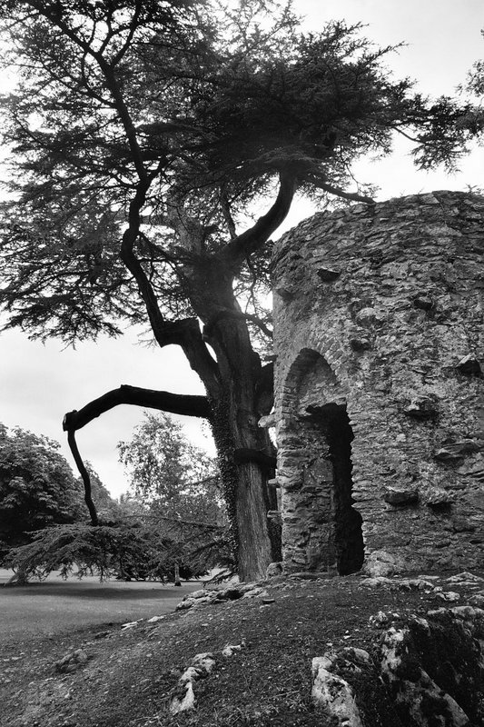 crooked tree and tower