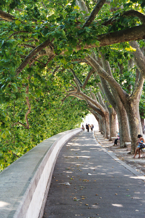 Tree Covered Walkway