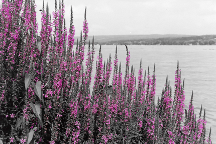 purple flowers