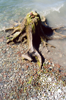 tree in the water