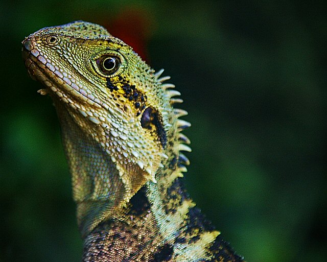 samtrundlelizard.jpg