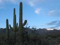 cactus.jpg