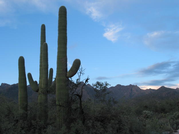 cactus.jpg