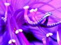Swimming Flower
