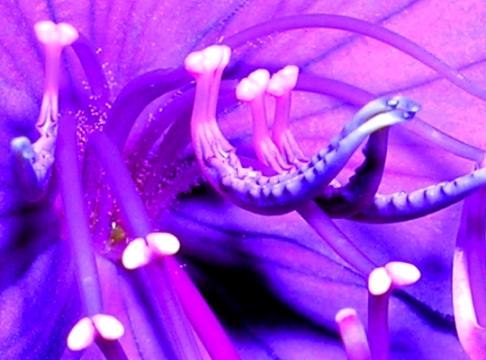 Swimming Flower