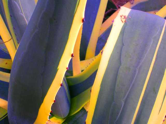 Cactus Whips