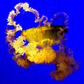 JellyFish3