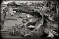 River Root