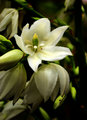 Spring Flower