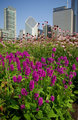 Chicago Morning2