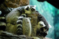 St. Louis Zoo2