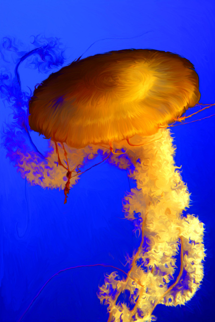 JelllyFish1