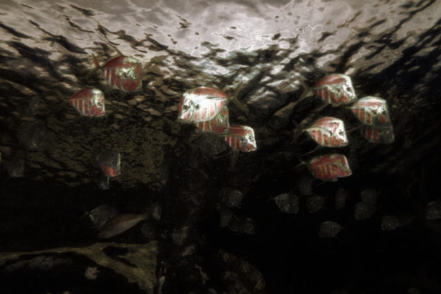 Under Ocean