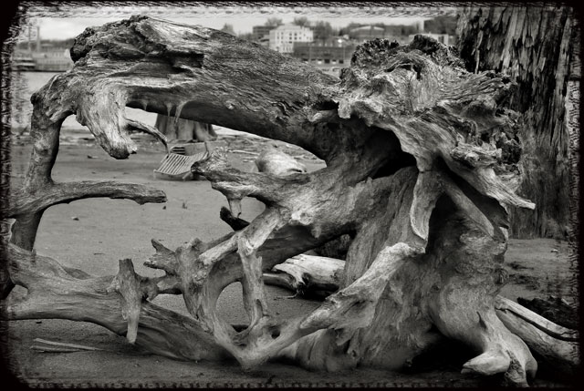River Root