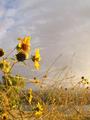 the slightest light gives the most brilliant color.jpg