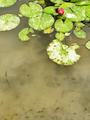 Lily Pond