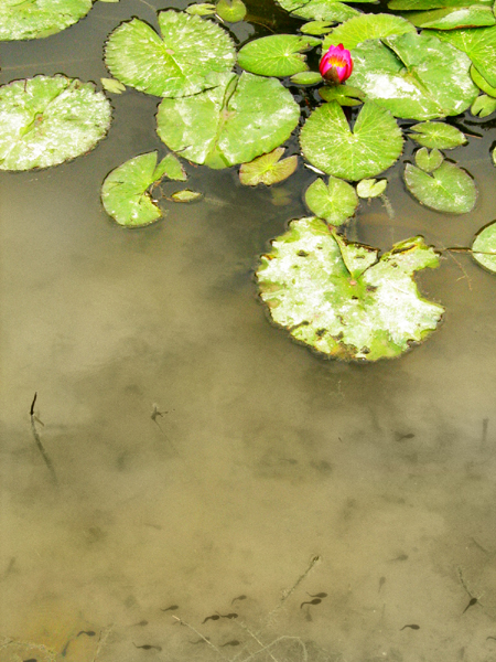 Lily Pond