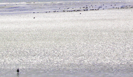 Crescen City Birds