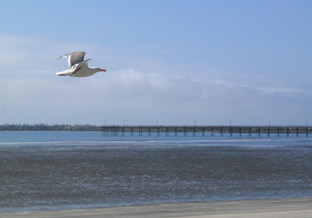 Fly Crescent City