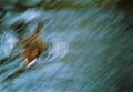 flying duck.JPG