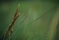 straws of grass.JPG