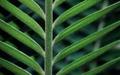 leaf bars.jpg