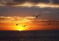 sunset with birds.jpg