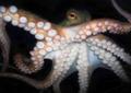 octopus.jpg