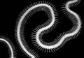 dead snake.jpg