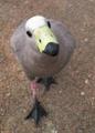 Curious bird.jpg