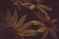 nightflower.jpg