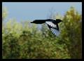 Arrow magpie