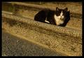 Enjoying the evening sun