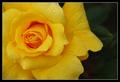 Yellow as the sun
