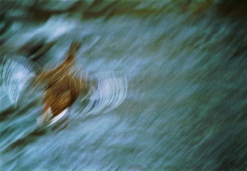 flying duck.JPG
