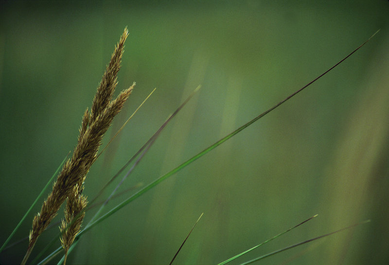 straws of grass.JPG