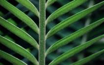leaf bars.jpg