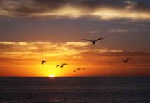 sunset with birds.jpg