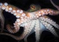 octopus.jpg
