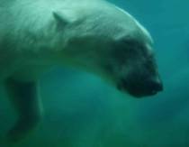 polar bear.jpg