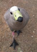 Curious bird.jpg